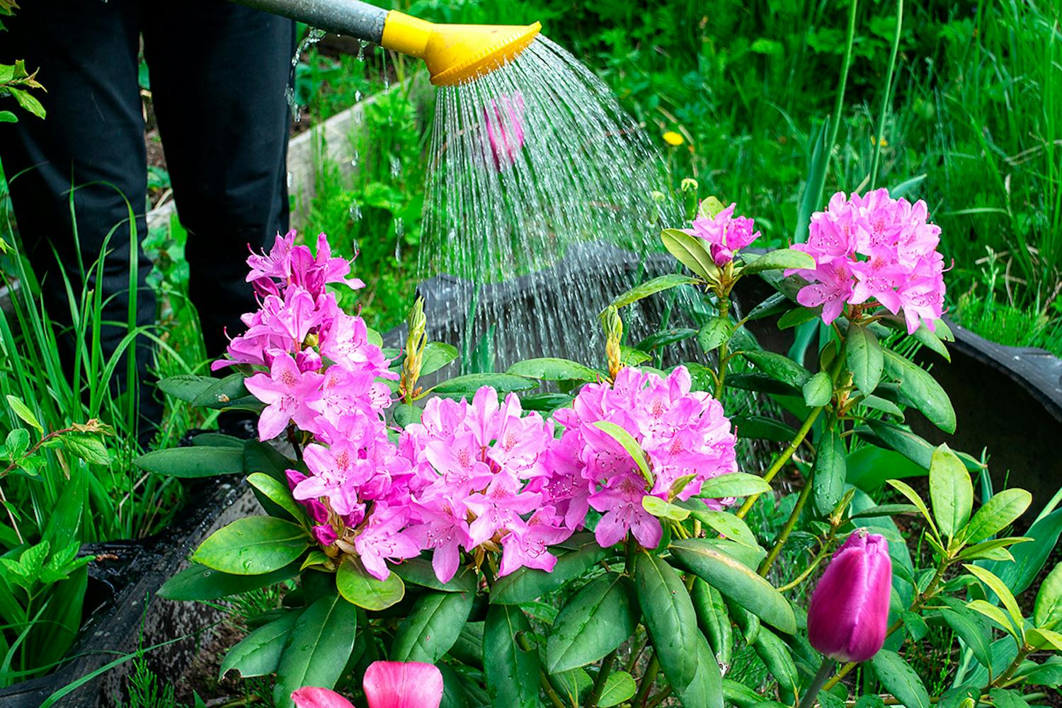 Rhododendron blomstring Vanding af rhododendron